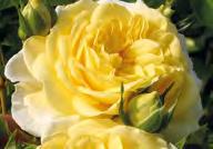 : 75- EUR,5 Wurzelnackt BEST.-NR.: 75-00 EUR 8,5 Diese Märchenrose blüht im Stil Alter Rosen mit zahlreichen Pompon-Blüten.