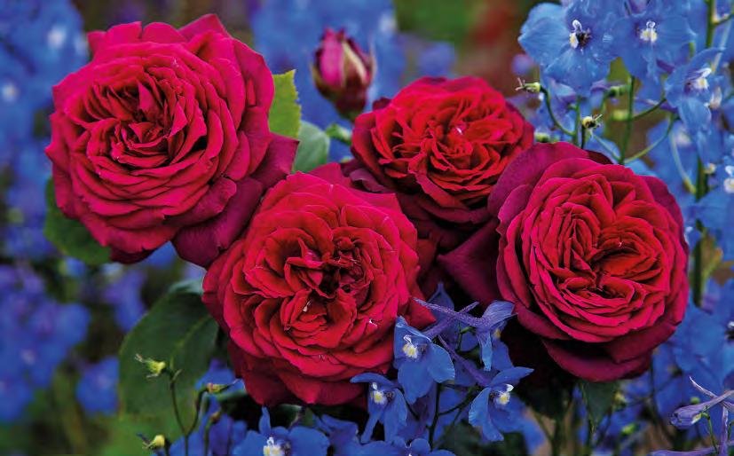 parfuma Rose des Jahres 07 Gräfin Diana EDELROSE GRÄFIN DIANA Besonders intensiv und harmonisch duftende Edelrose mit sehr elegant geformten Knospen, die sich bei