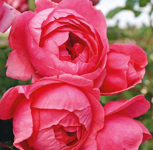 Besonders ihr belebend-fruchtiger Duft, kombiniert mit einer sehr hohen Blattgesundheit, machen diese Rose zu etwas Besonderem und einer der ersten Sorten der Parfuma