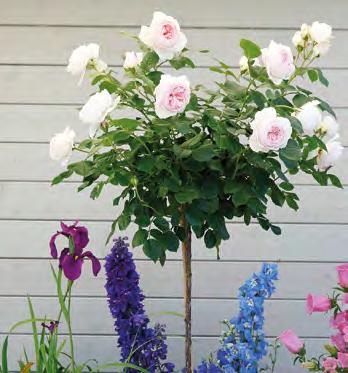 Diese Blüten sind reich gefüllt, elegant geformt mit gekerbten Petalen und zeigen ein apartes Farbspiel zwischen Rosa, Pastell