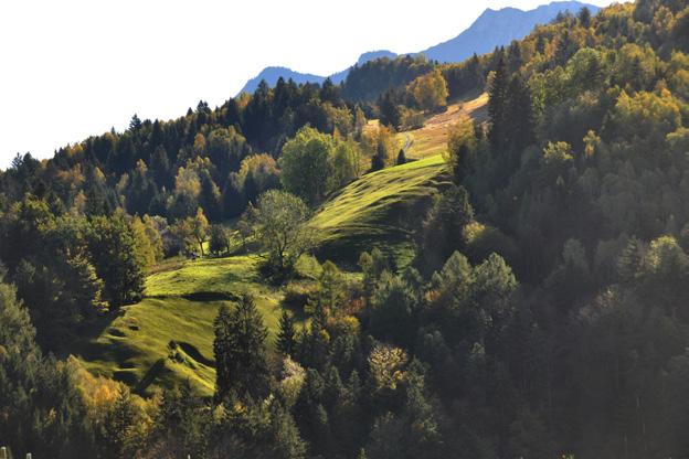 Glöckler, H., Oswald, W. & Oswald, I. (2016): «Zur Mykologie des Gebiets Stutzberg Bazora bei Frastanz (Vorarlberg / Österreich)». inatura Forschung online, Nr. 27: 17 S.