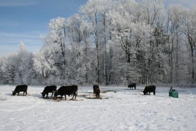 Kälte (- 16 C) und