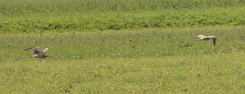 01.07.2012: Nach der Heuernte zeigte sich auf unserer Futterwiese der geschützteste Vogel des Donaumooses, der Große Brachvogel.