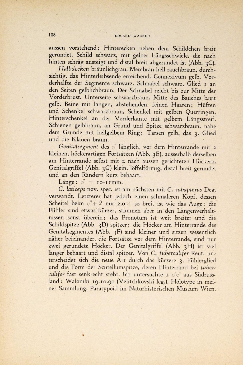 108 EDUARD WAGNER aussen vorstehend ; Hinterecken neben dem Schildchen breit gerundet. Schild schwarz, mit gelber Längsschwiele, die nach hinten schräg ansteigt und distal breit abgerundet ist (Abb.