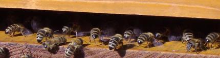 An esou funktionéiert ett: Für angehende Imkerinnern und Imker bietet der Landesverband für Bienenzucht eine Reihe von theoretischen Kursen an.