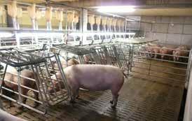 Die Auslegung und Dimensionierung der Schweinestallanlage orientiert sich dabei wesentlich an den Leistungszielen des Schweineproduzenten sowie an den Ansprüchen an das Tierwohl und
