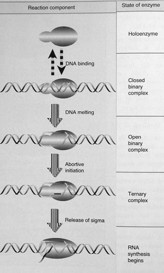 Initiation der Transkription Fortschreiten der Transkription (Elongation) Die neue RNA beginnt mit einem Nucleosidtriphosphat, sie wird jeweils am 3 -OH-Ende verlängert.