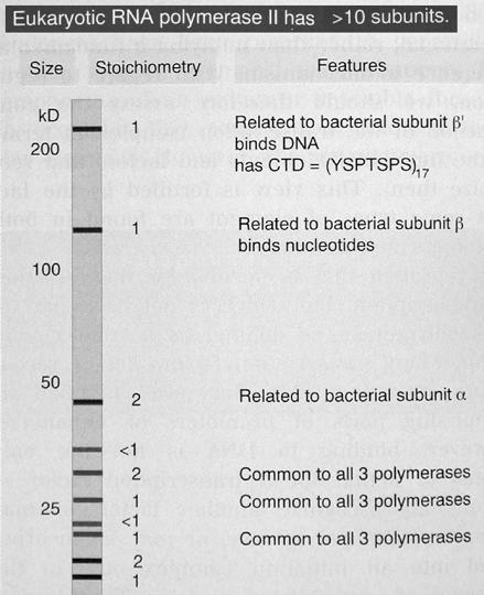 Transkription bei Eukaryonten Die großen Untereinheiten der Polymerasen entsprechen denen von Bakterien, dazu kommen noch kleinere Proteine unbekannter Funktion.