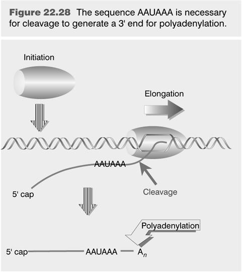 Reifung des Transkripts: Polyadenylierung Die mrna wird kurz hinter einem Consensus AAUAAA gespalten und dort der Poly-A-Schwanz angehängt.