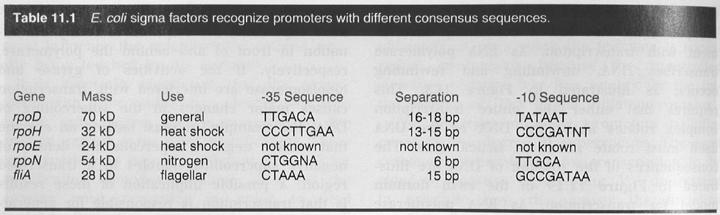 σ 70 bindet am besten an TTGACA bei -35 und TATAAT bei -10, kleine Abweichungen sind möglich, verringern aber die Transkriptionsrate (>Regulationsmöglichkeit für die Zelle).
