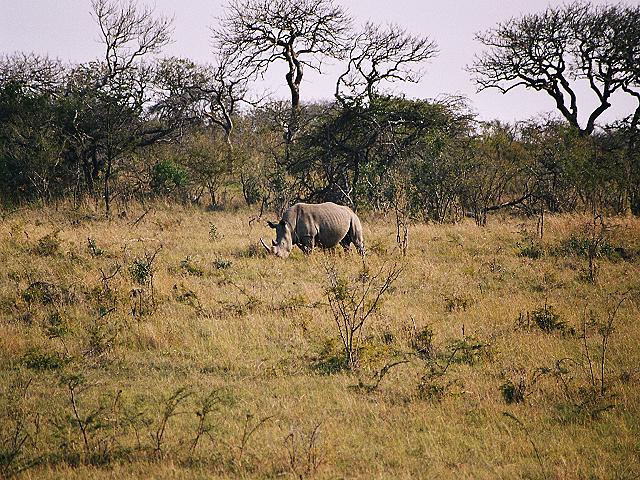 Das Malotja Nature Reserve Schutzgebiet ist berühmt für seine große Bandbreite unterschiedlicher Lebensräume, flaches Grasland wechselt mit Auenwäldern, Bushveld mit Feuchtwäldern.