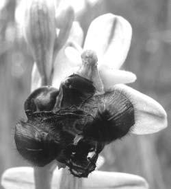 Walter Schmid Bemerkungen zum Jahr der... Zunächst einmal einen herzlichen Dank an alle für die bisher geleistete Arbeit im ersten Jahr der Ophrys holoserica.