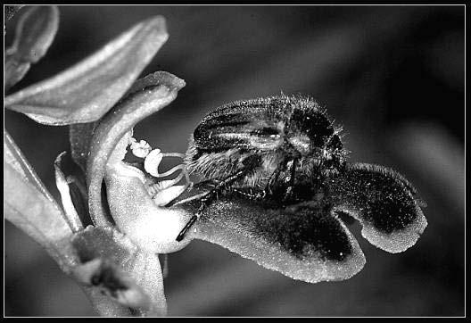 Dr. Claudia Gack Ebenfalls selten und wenig untersucht sind die Fälle von Vortäuschung eines Eiablagesubstrats (Dracula) und eines Konkurrenten (Oncidium ssp.). Einzigartig bisher nur bei Orchideen gefunden sind Sexualtäuschblumen.