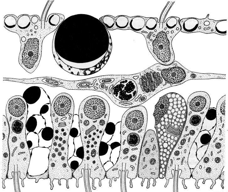 Trichoplax adhaerens (Placozoa) Faserzelle Deckzelle O Z - Nur 4 somatische Zelltypen (Körperzelle, keine Gameten der