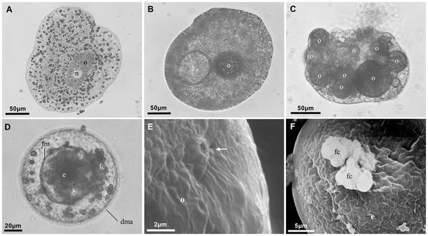 Eizellen-Bildung bei Placozoa sp. H2 Kontakt-Porus zur Faserzelle Eitel M, Guidi L, Hadrys H, Balsamo M, et al.