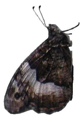 Larvalökologie und Habitatbindung des Großen Waldportiers Hipparchia fagi Scopoli 1763 (Nymphalidae: Satyrinae) in den