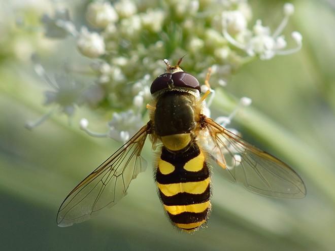 Krefeld-Studie: Zahl der Insekten sinkt dramatisch «In den vergangenen 27 Jahren ist die Biomasse von fliegenden Insekten insgesamt um über 75