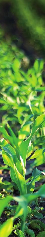 UNTERSAATEN FÜR MAIS 100% GREENING KONFORM Grasuntersaaten sind im Maisanbau insbesondere im Silomais eine Möglichkeit, die geforderten ökologischen Leistungen zu erfüllen.