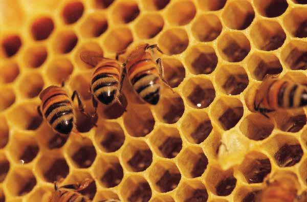 Martina Plümacher Summende Lernchancen - Bienenvölker in der Lehrerausbildung Die Bedeutung der Honigbiene Wenn die Bienen verschwinden, hat der Mensch nur noch vier Jahre zu leben; ne Tiere, kein