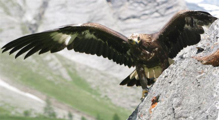 (Victor Blüthgen) Das Service-Angebot des Nationalparks Hohe Tauern an Kletterund Wanderwegen macht es uns leicht, die Gipfel zu "gewinnen", auch ohne die Schwingen des majestätischen Vogels.