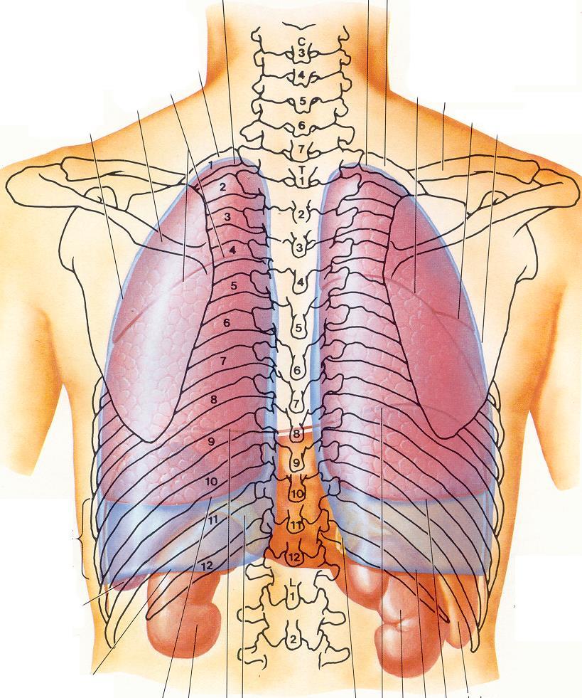 Anatomie des