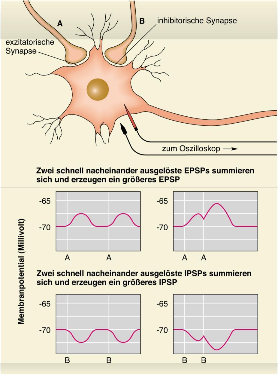 Postsynaptische Potentiale und AP Die 2 Möglichkeiten der zeitlichen