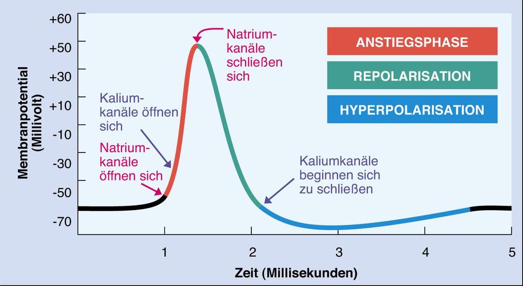 Generierung eines APs Interessante Bemerkungen: Die Zahl der Ionen, die während eines Aps in Bewegung sind, ist verglichen mit der