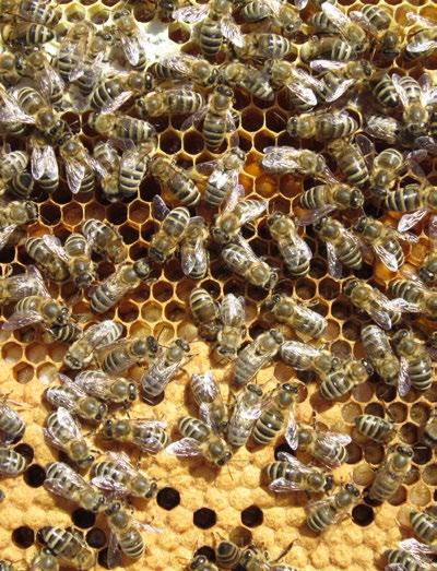EXKURSION Samstag, 16. Juni 2018 IMKEREI IM NATURPARK TIROLER LECH Hummeln, Schmetterlinge, und Bienen sind wichtige Bestäuber unserer Pflanzen. Die Honigbienen wollen gut betreut werden.