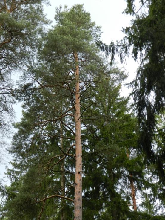 Höhenkiefer Gemeine Kiefer besitzt das größte natürliche Verbreitungsgebiet aller einheimischen Baumarten. Sie ist genetisch und morphologisch sehr stark differenziert.