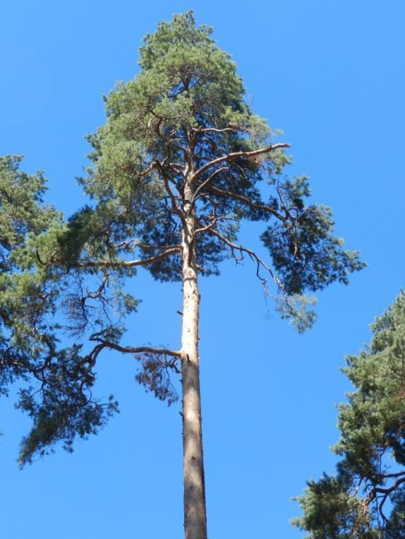 Thüringen: Mitteldeutsche Höhenkiefer Pinus sylvestris hercynica entstand nach RUBNER durch das Schneeklima und den Wettbewerb der Mischbaumarten Tanne, Fichte, Buche Kennzeichen: gerader Schaft