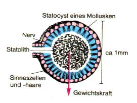 Gleichgewichtssensoren Die Natur hat eine Anzahl von Gewichtssensoren entwickelt: