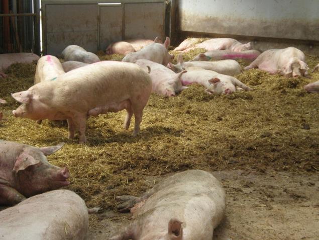 Zu IV: mögliche Indikatoren für den Einstieg in die Eigenkontrolle bei Schweinen (dazu auch aktuelles Projekt an der