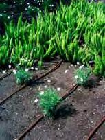 G rün Tropfbewässerung NETAFIM UNITECHLINE Tropfbewässerung von Pflanzflächen in Hausgärten und öffentlichem Grün. Sowie die unterirdische Bewässerung von Rasenflächen (SSDI).