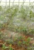 A grar Microdüsen NETAFIM Vibronet UD/UR Statischer Microsprinkler mit Vibrationssystem, für die Bewässerung in Gewächshäusern, für die Keimung und für die Bewässerung von Obstbäumen.