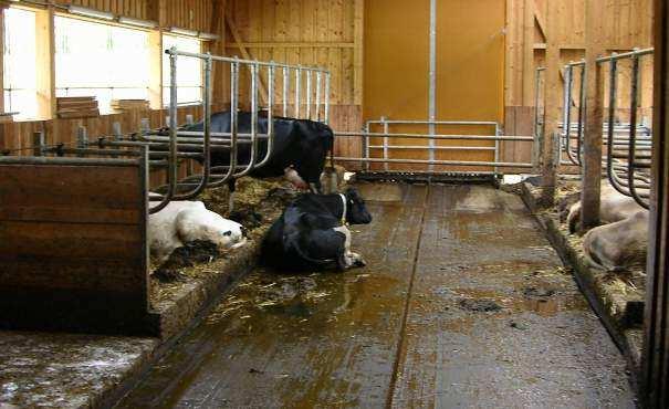 30 cm anrechenbar für bestehende Ställe Laufgangbreite Laufgangbreite 250 cm für f r KüheK Übrige Rinder: Tieren müssen sich ungehindert aneinander vorbei