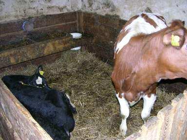 Quelle: VET Platzbedarf in der Mutterkuhhaltung: errechnet sich aus dem edarf für die Kuh und das Kalb!! 02.