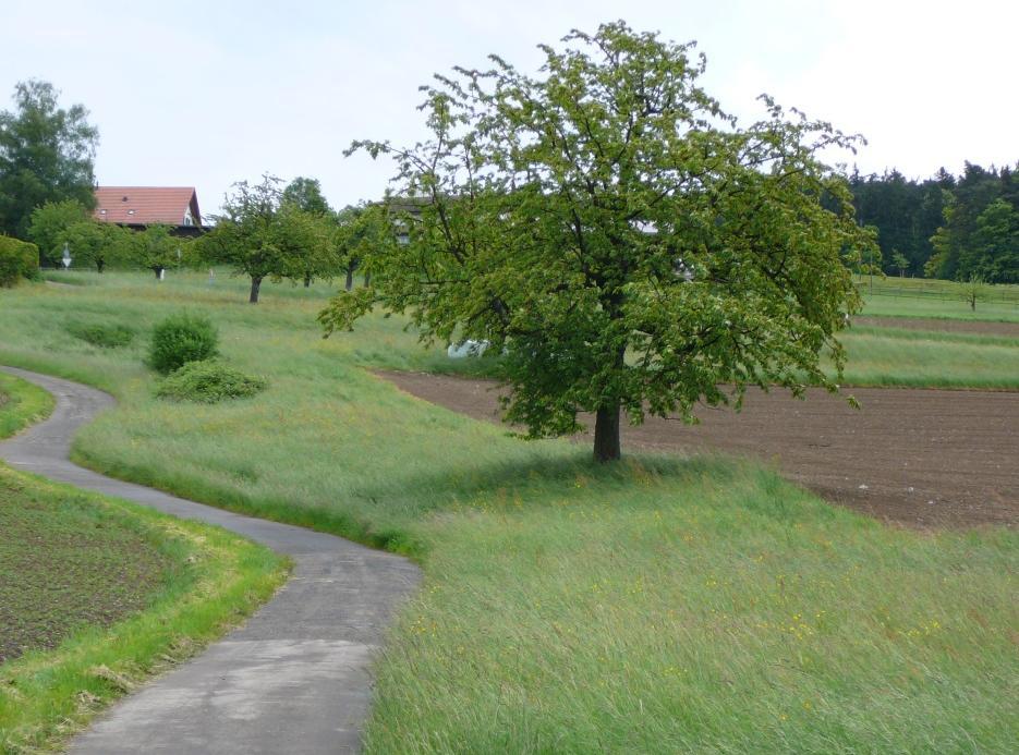 ZH 16 Blumenwiesen-Streifen an Wegrändern Erholungssuchende erfreuen sich an gut sichtbaren, farbig blühenden Saum- und Wiesenstreifen entlang von Wegen.