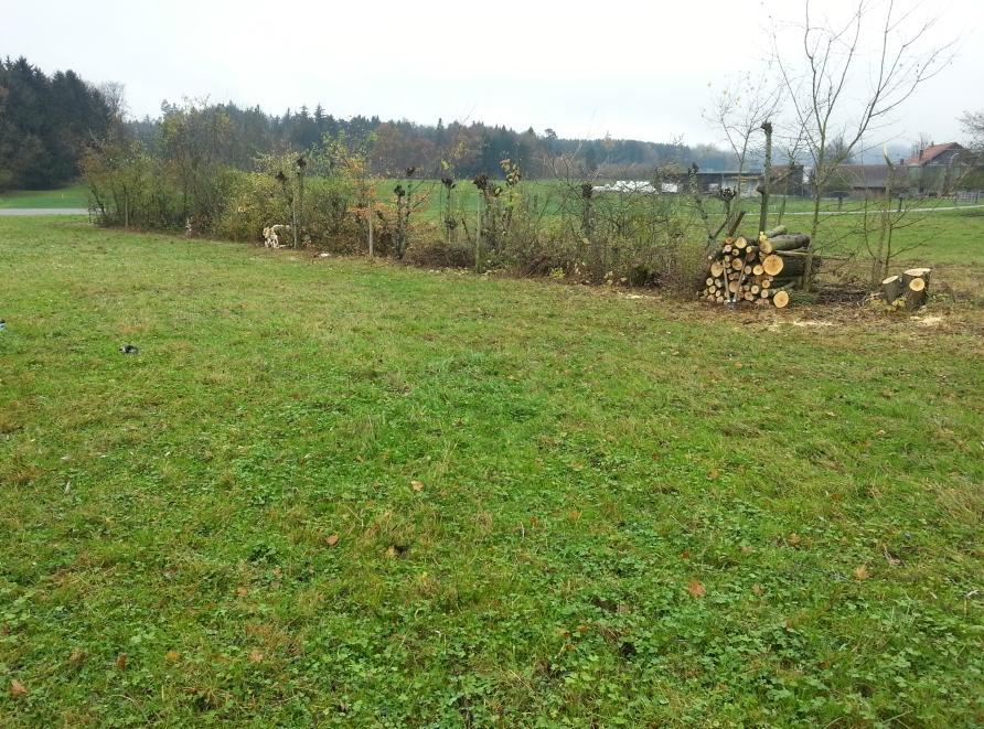 ZH 31 Initialpflege von Hecken, Feld- und Ufergehölzen Hecken sind in vielen Regionen wichtige Landschaftselemente.