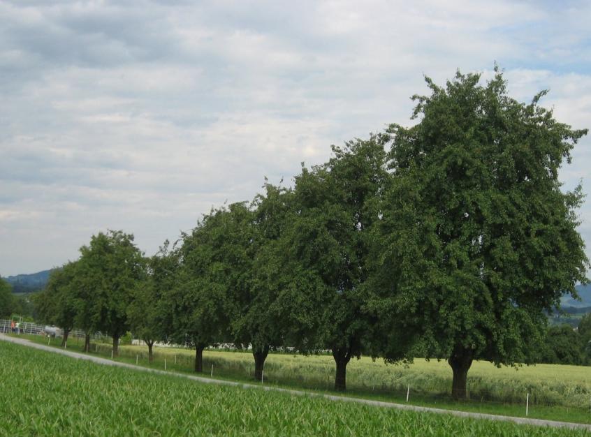 ZH 33 Alleen und Baumreihen Eichen, Buchen, Linden und weitere einheimische und standorttypische Bäume, inklusive Hochstammobstbäume Mindestens 10 Bäume in einer Reihe Anmeldung mit Code 921: