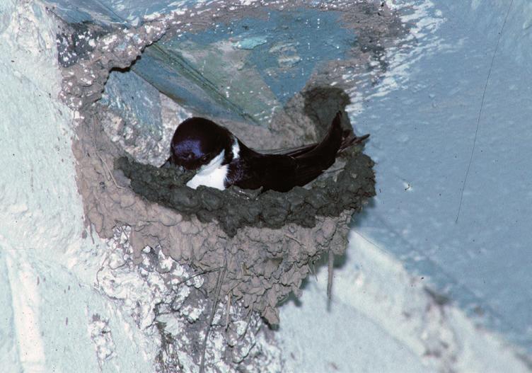 In der heutigen Landschaft fällt es Mehlschwalben immer schwerer, Nistmaterial und geeignete Niststandorte zu finden.
