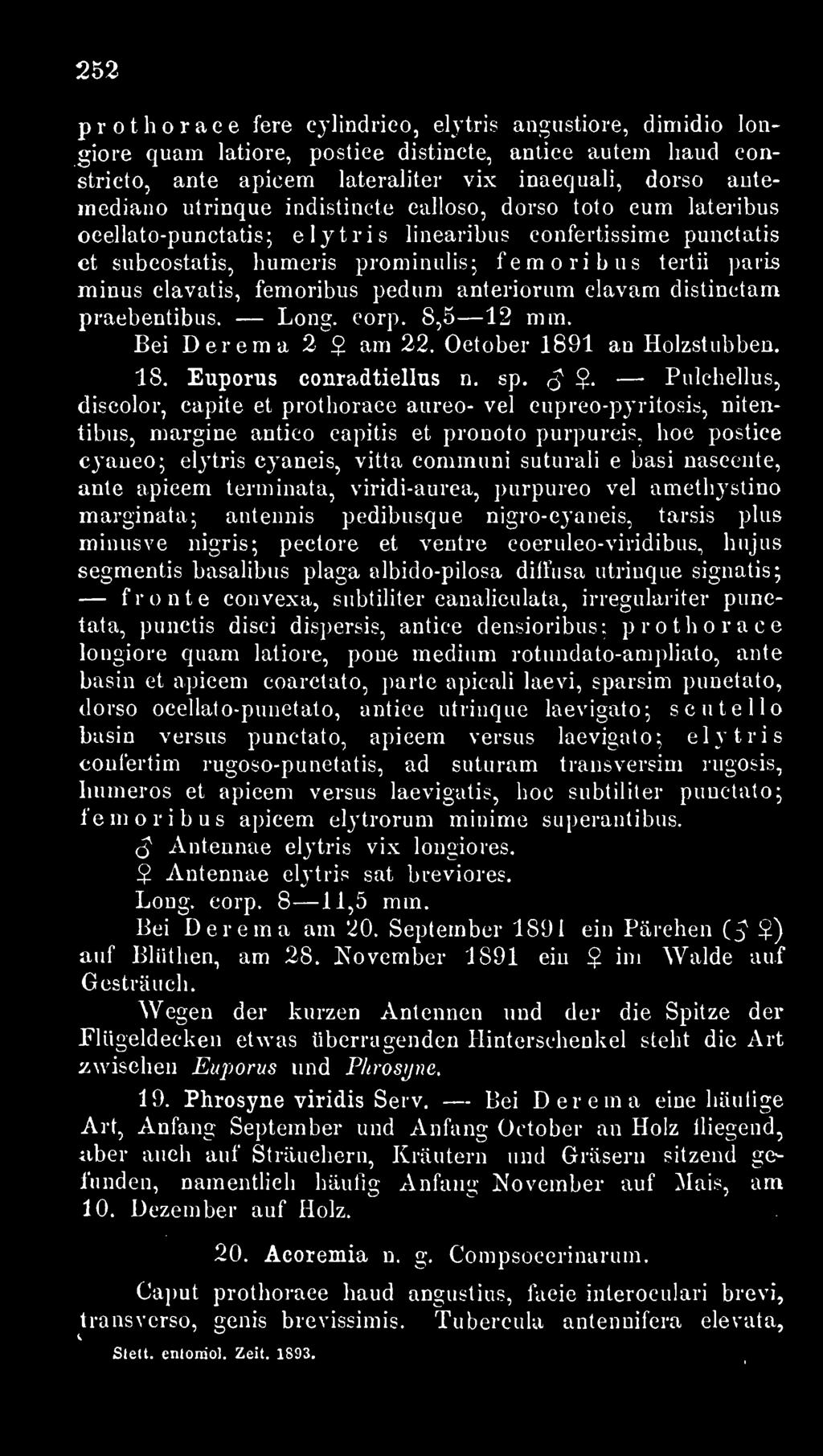 femoribus pedum anteriorum clavam distinctam praebentibus. Long. corp. 8,5 12 mm. Bei Derema 2 2 am 22. October 1891 an Holzstubben. 18. Euporus conradtiellus n. sp.,^ $.