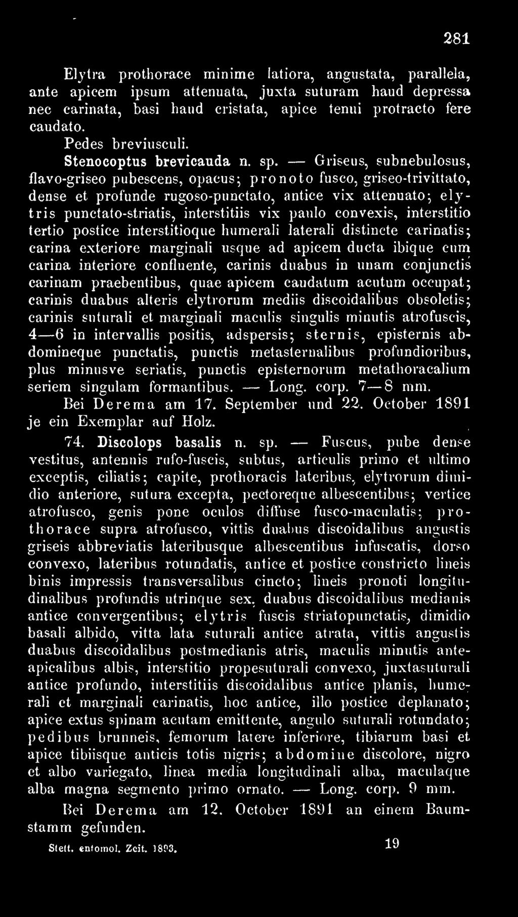 Griseus, subnebulosus, flavo-griseo pubescens, opacus; pronoto fusco, griseo-trivittato, dense et profunde rugoso-punctato, antice vix attenuato; elytris punetato-striatis, interstitiis vix paulo