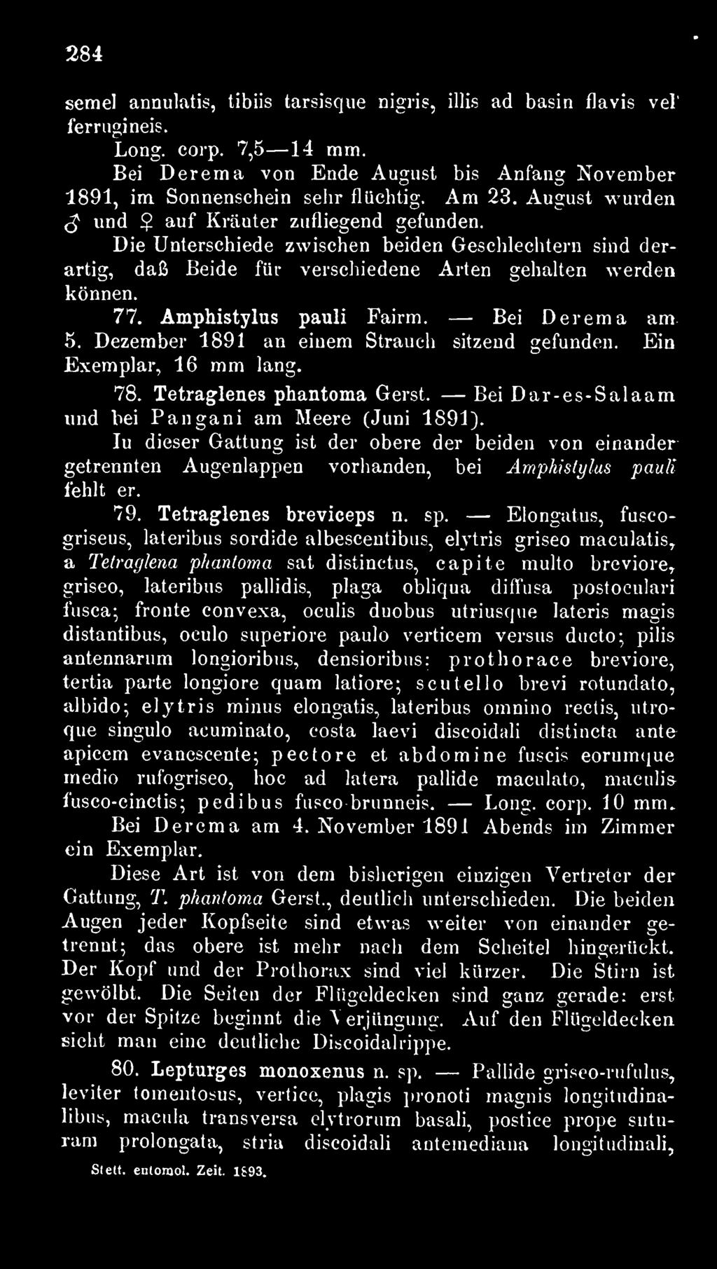 Amphistylus pauli Fairm. Bei Derema am 5. Dezember 1891 an einem Strauch sitzend gefunden. Ein Exemplar, 16 mm lang. 78. Tetraglenes phantoma Gerst.