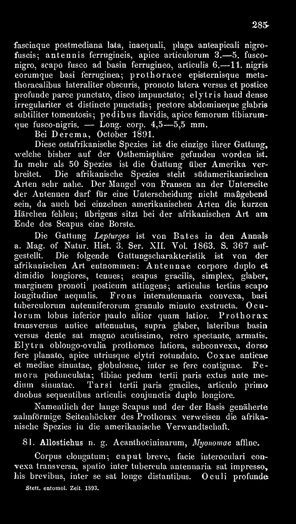 irregulariter et distincte punctatis; pectore abdomineque glabris subtiliter tomentosis; pedibus flavidis, apice femorum tibiarumque fusco-nigris. Long. corp. 4,5 5,5 mm. Bei Derema, October 1891.