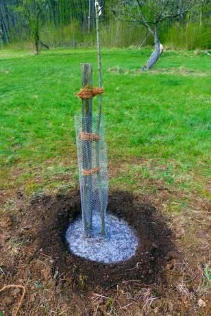 Jungbaumpflege Gießmulde Gießmulde muss 20 l Wasser fassen. Durchmesser ca. 60 bis 70 cm. mit etwa etwa 40 bis 50 l Wasser angießen. Merke!