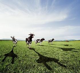 Landwirtschaft und Energieanbau Wertschöpfung aus der Region für die Region Wertschöpfung am Beispiel einer 1.