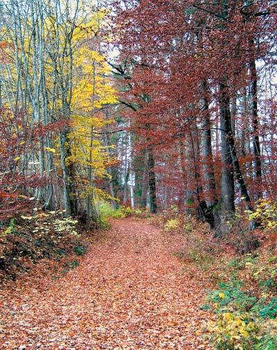 GEISTES blick Im Herbst Joseph Freiherr von Eichendorff Der Wald wird falb, die Blätter fallen, Wie öd und still der Raum!
