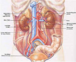 Jede Niere wiegt zwischen 120 und 200 g. Das eigentliche Nieren (Organ-) gewebe umschließt das kelchförmige Nierenbecken, von dem der Urin über den Harnleiter in die Blase abgeleitet wird.