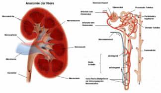 Im Verlauf dieser Entwicklung kann es zu Störungen kommen, die zu unterschiedlichen anatomischen Varianten führen können: Verbleib der Nieren als Hufeisenniere im Becken, auf einer oder beiden Seiten