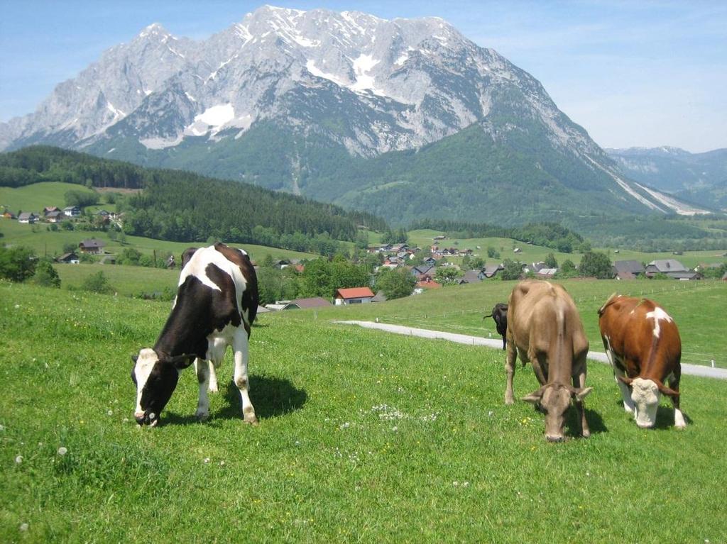 Weideversuch 4 nicht fistulierte Kühe Vorperiode Stallhaltung Weideumstellung - Kühe rasch -